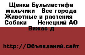 Щенки Бульмастифа мальчики - Все города Животные и растения » Собаки   . Ненецкий АО,Вижас д.